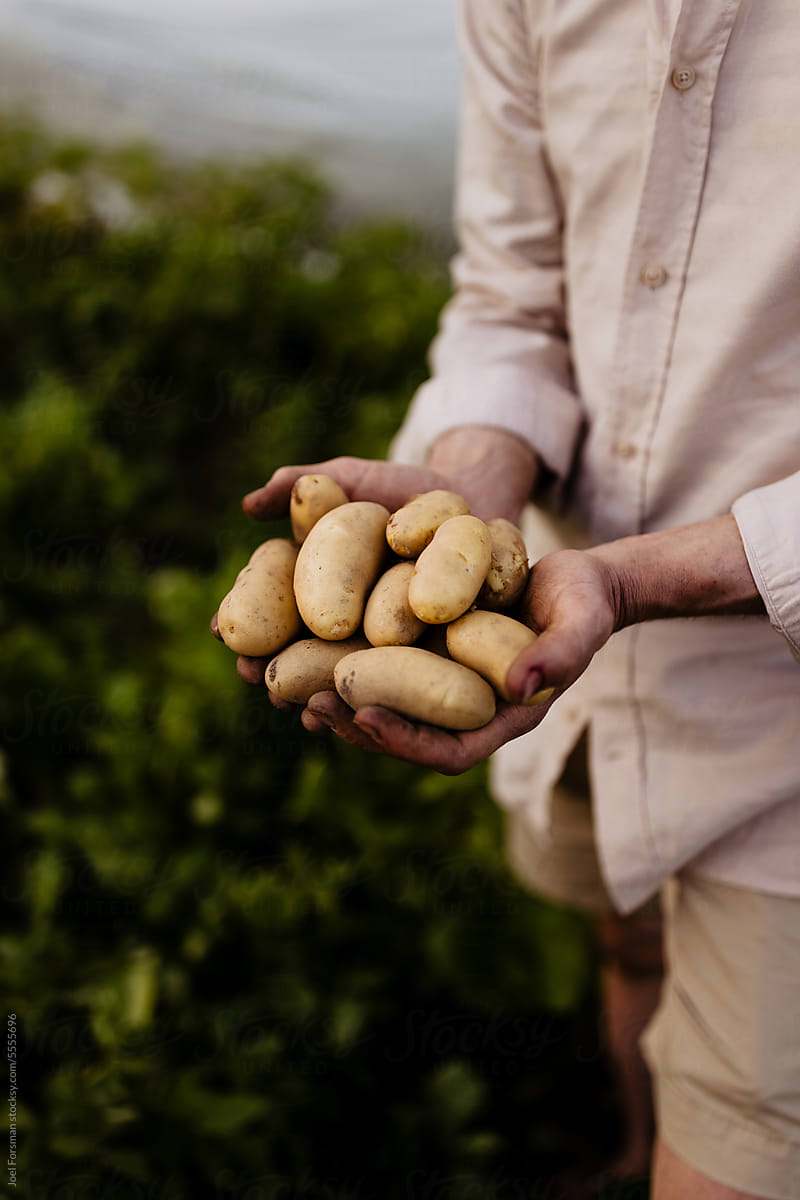 hands holding potatoes in palms