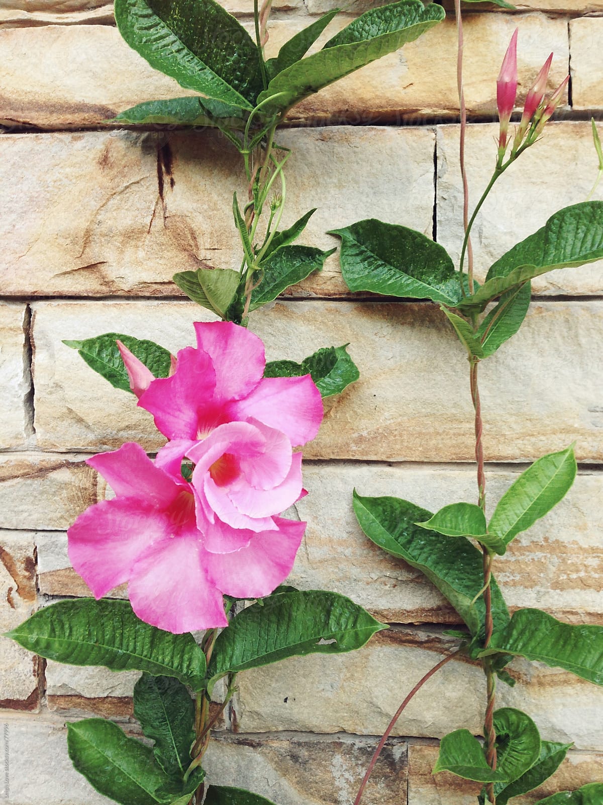 Pink Mandevillea in Bloom Grows on Stack Stone Column