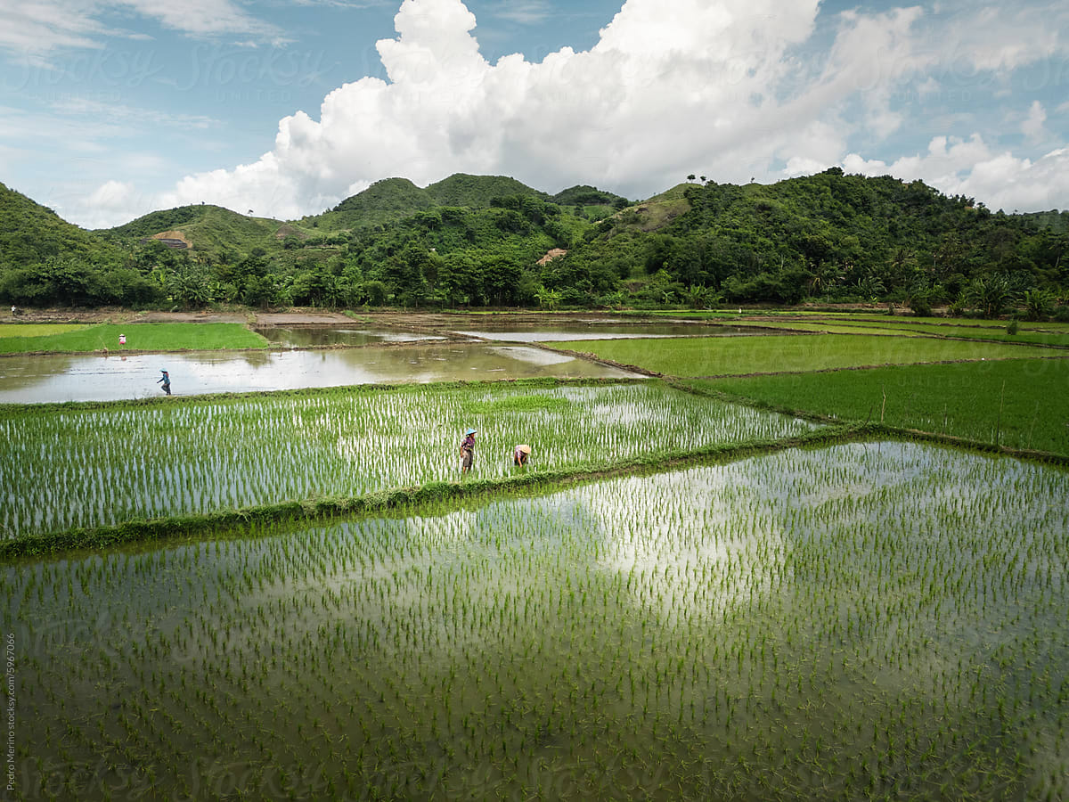 Rice fields being cultivated by local people