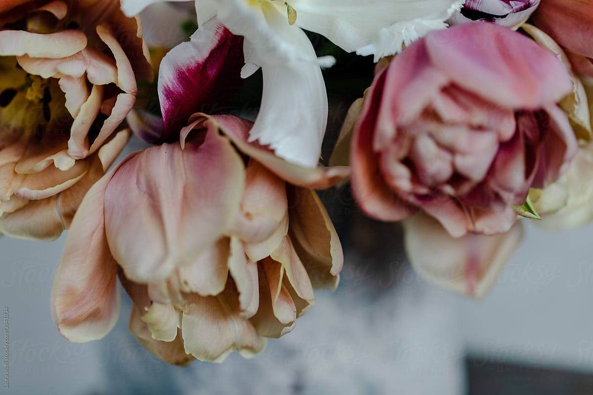 Decadent tulip flowers in vase