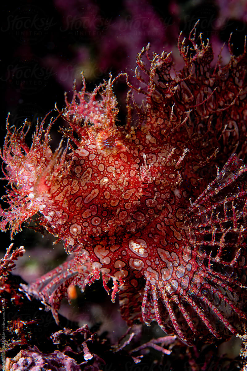 Weedy Scorpionfish side view