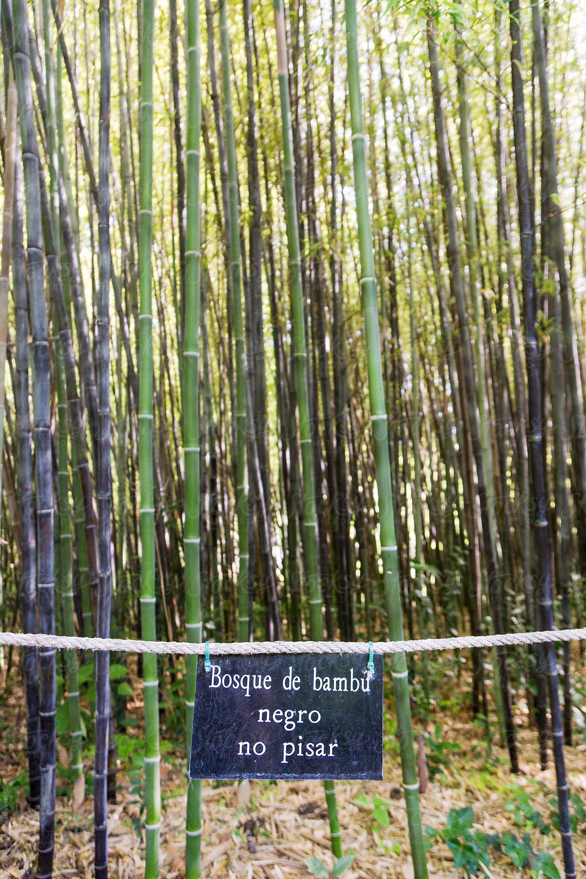 Black bamboo forest not to step