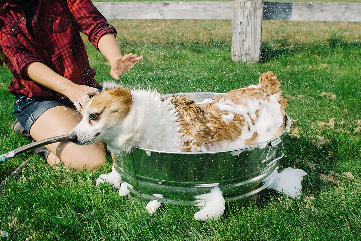 Corgi dog shakes soapy water off in wash tub