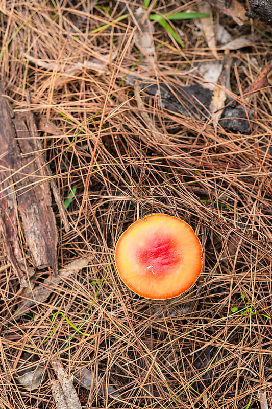mature Fly Agaric toxic mushroom growing in a pine forest