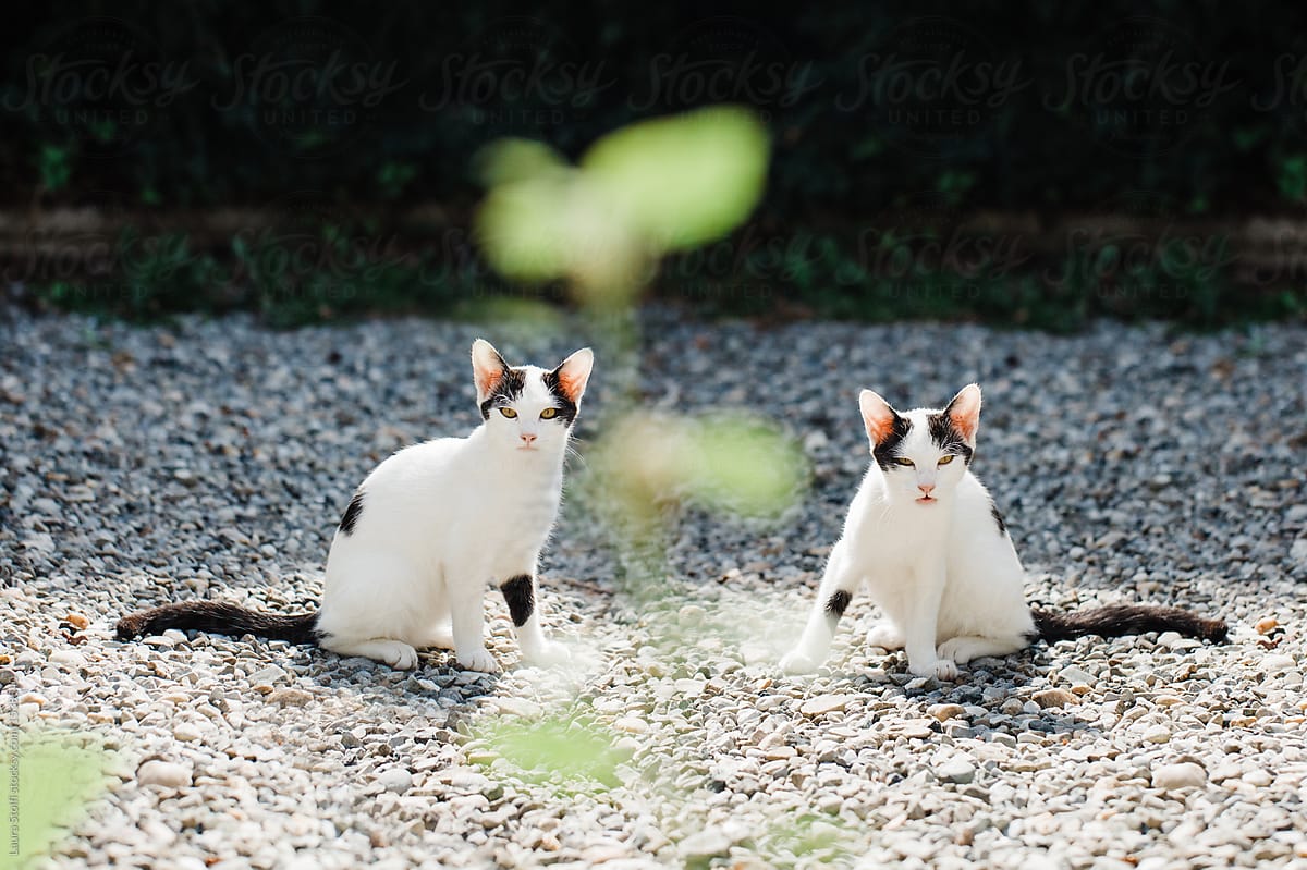Kittens: two little brothers sit in garden and look together at the camera