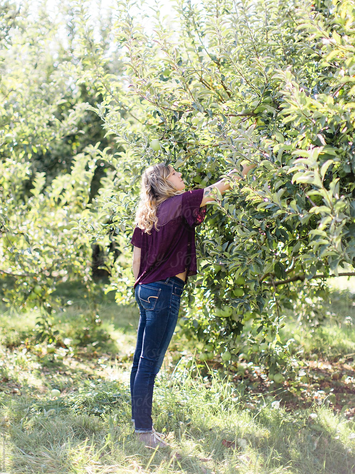 Apple Picking By Stocksy Contributor Marta Locklear Stocksy 7756