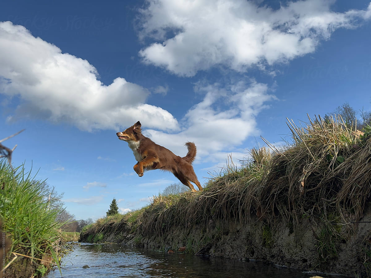 A brown dog is jumping over a stream