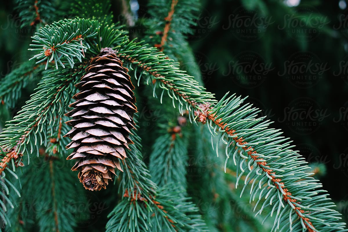 Pine cone trees in the autumn and winter season