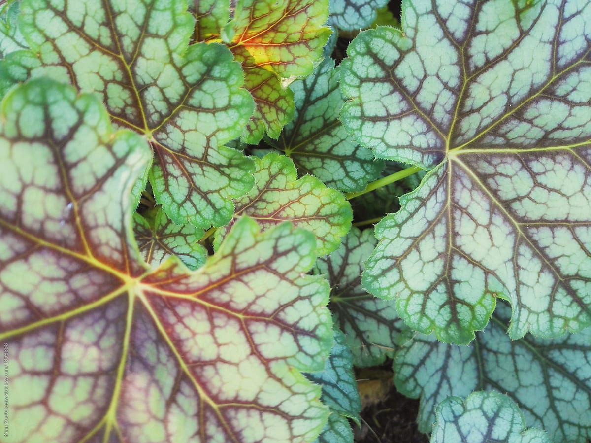 Green and burgundy begonia plant