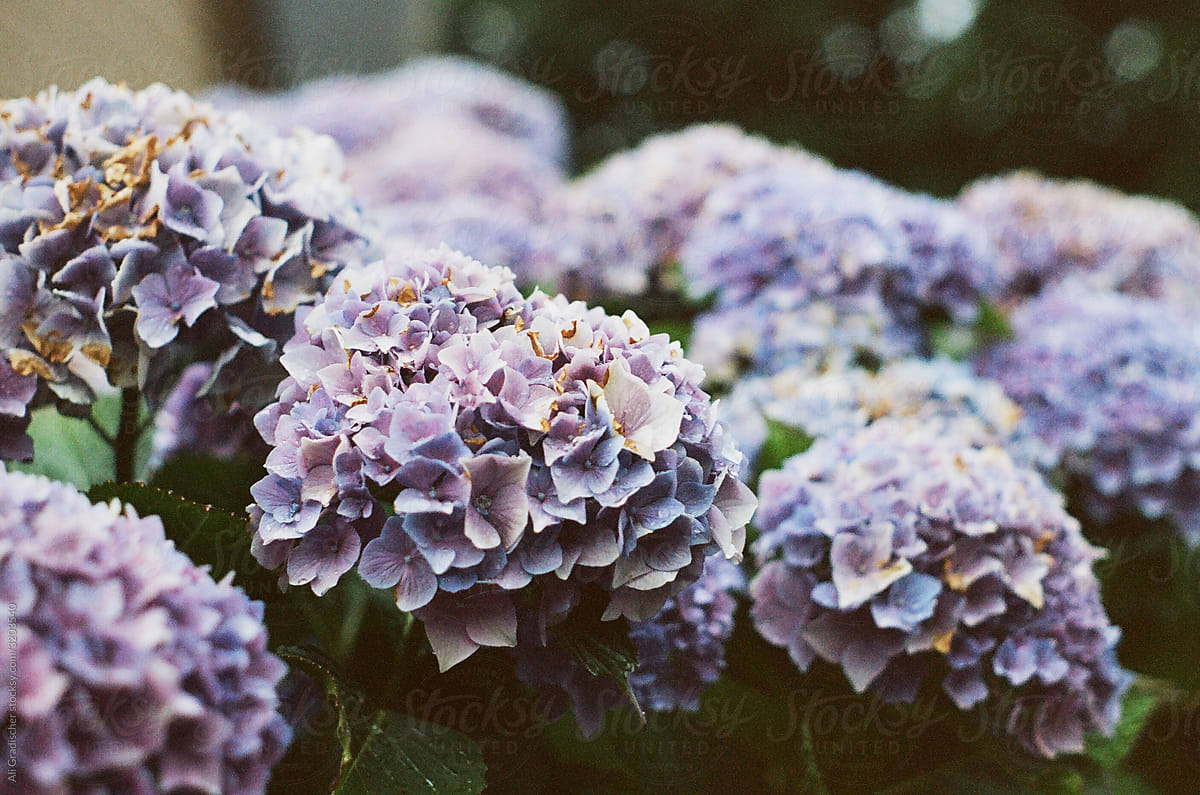 Purple Hydrangeas in Summer