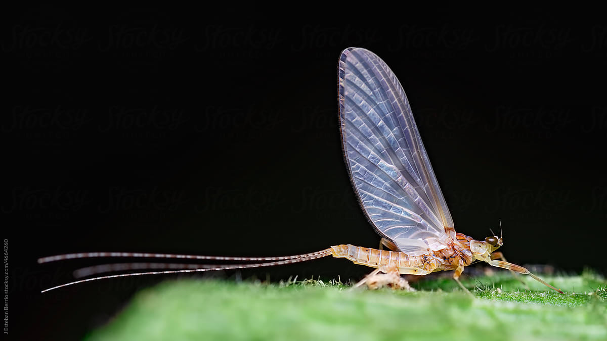 Long-tailed insect on a leaf
