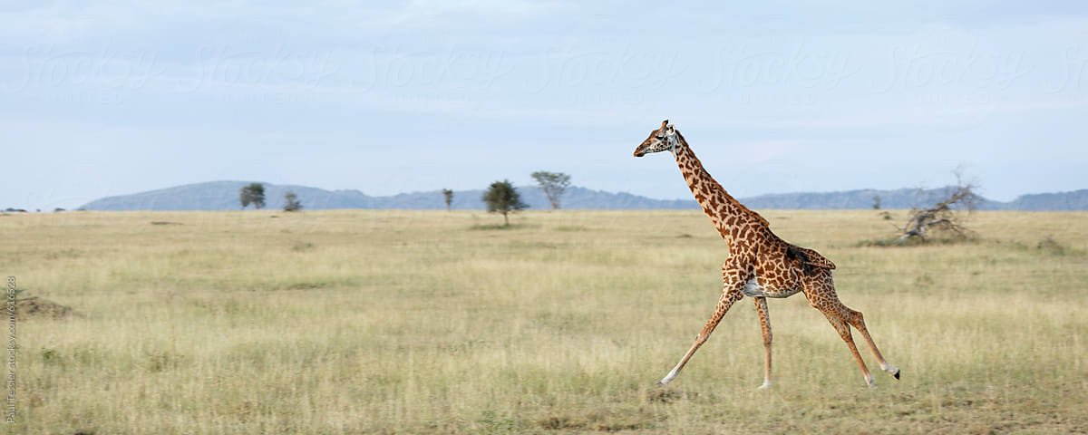 Giraffe Running