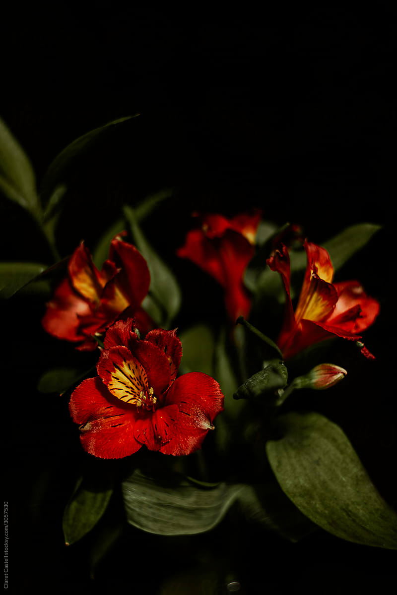 Red and yellow flowers in a bouquet with a dark background.