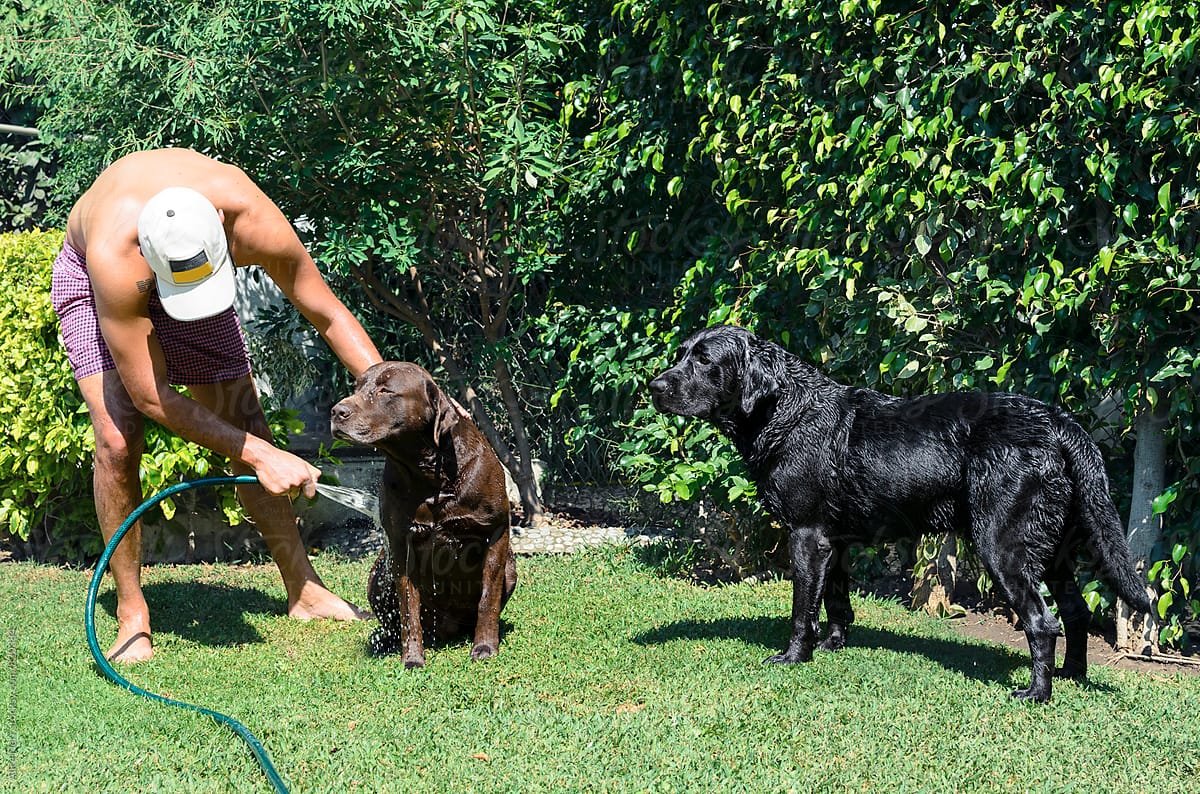 Guy washing his two labradors at grassy backyard