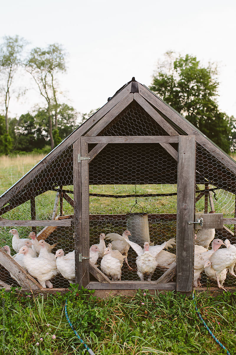 Young Turkeys on a Farm