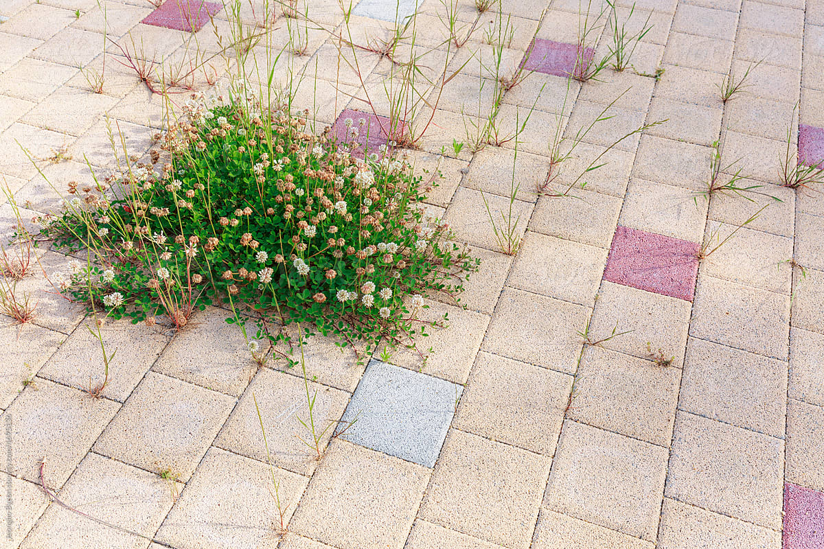 Plants and flowers growing between sidewalk blocks.
