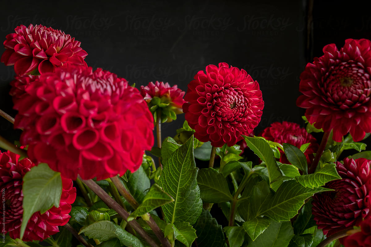 Red dahlia flowers close up