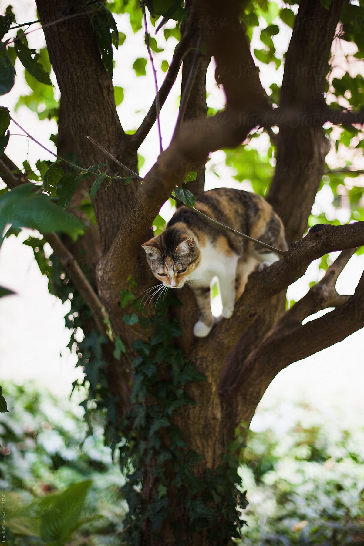 Cat coming down from tree