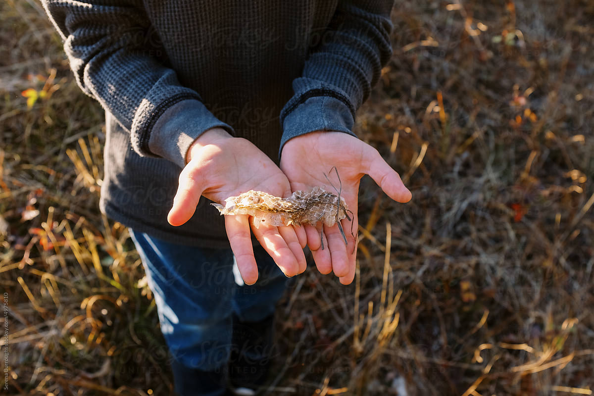 Little boy holding an old snake skin he found during a hike