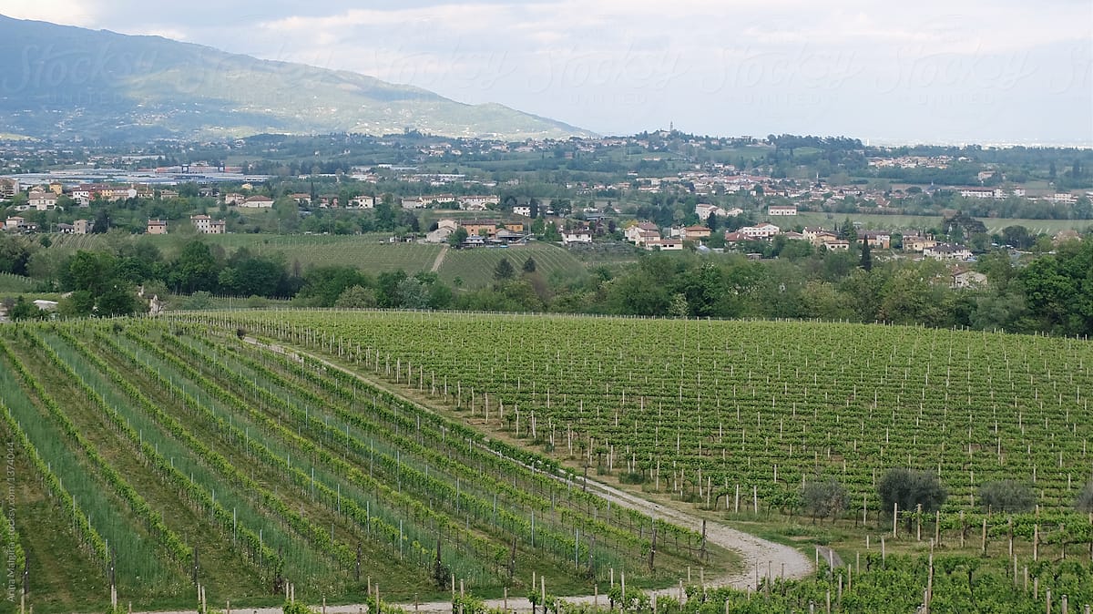 A beautiful italian vineyard in Veneto