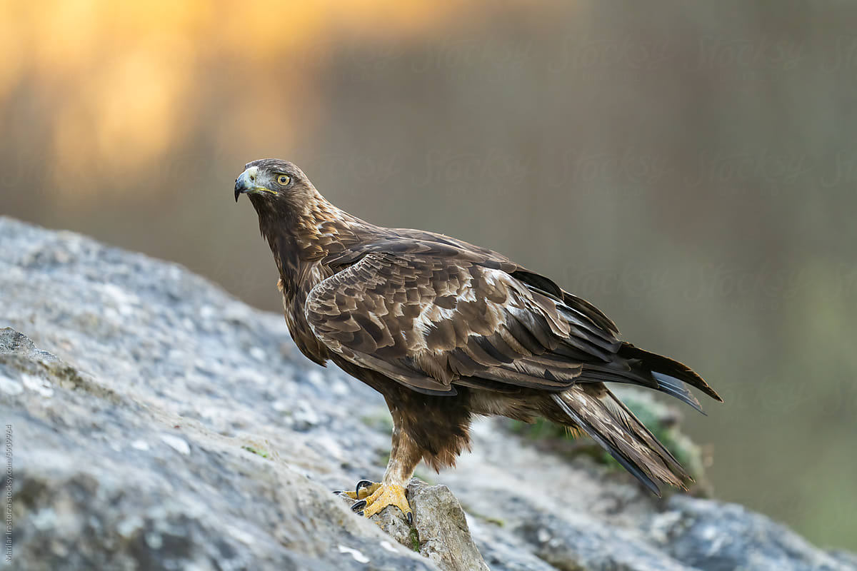 Golden Eagle Perched On A Rocky Mountain
