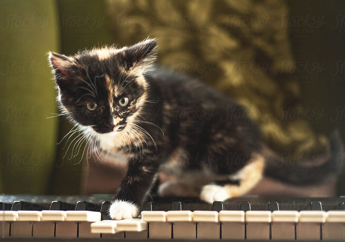 Kitten on a piano.