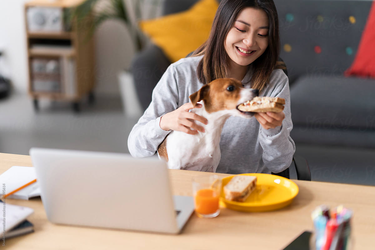Cute dog eating sandwich from hand of smiling woman
