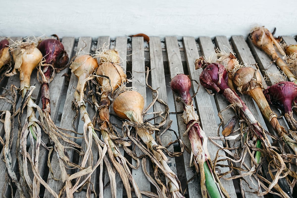 Homegrown red and white onions laid out in a walled greenhouse.
