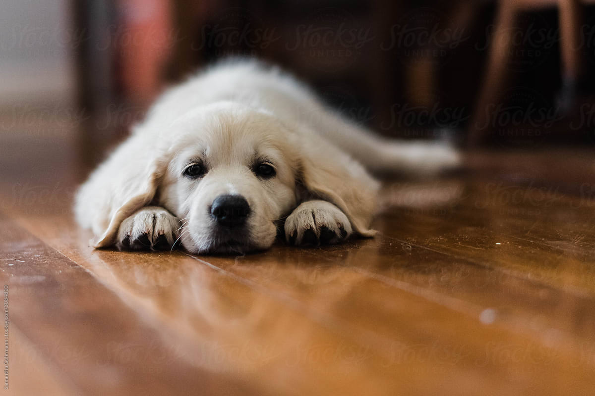 puppy laying on the floor