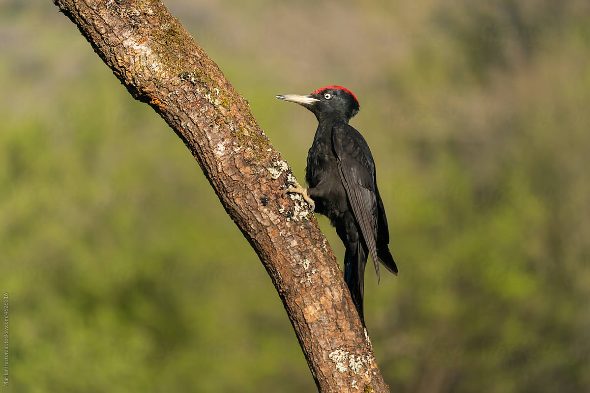 Male Black Woodpecker