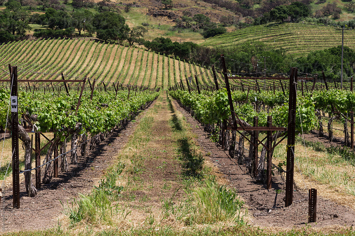 vineyard in California