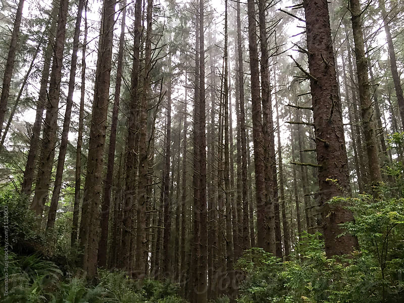 Giant Redwood Trees