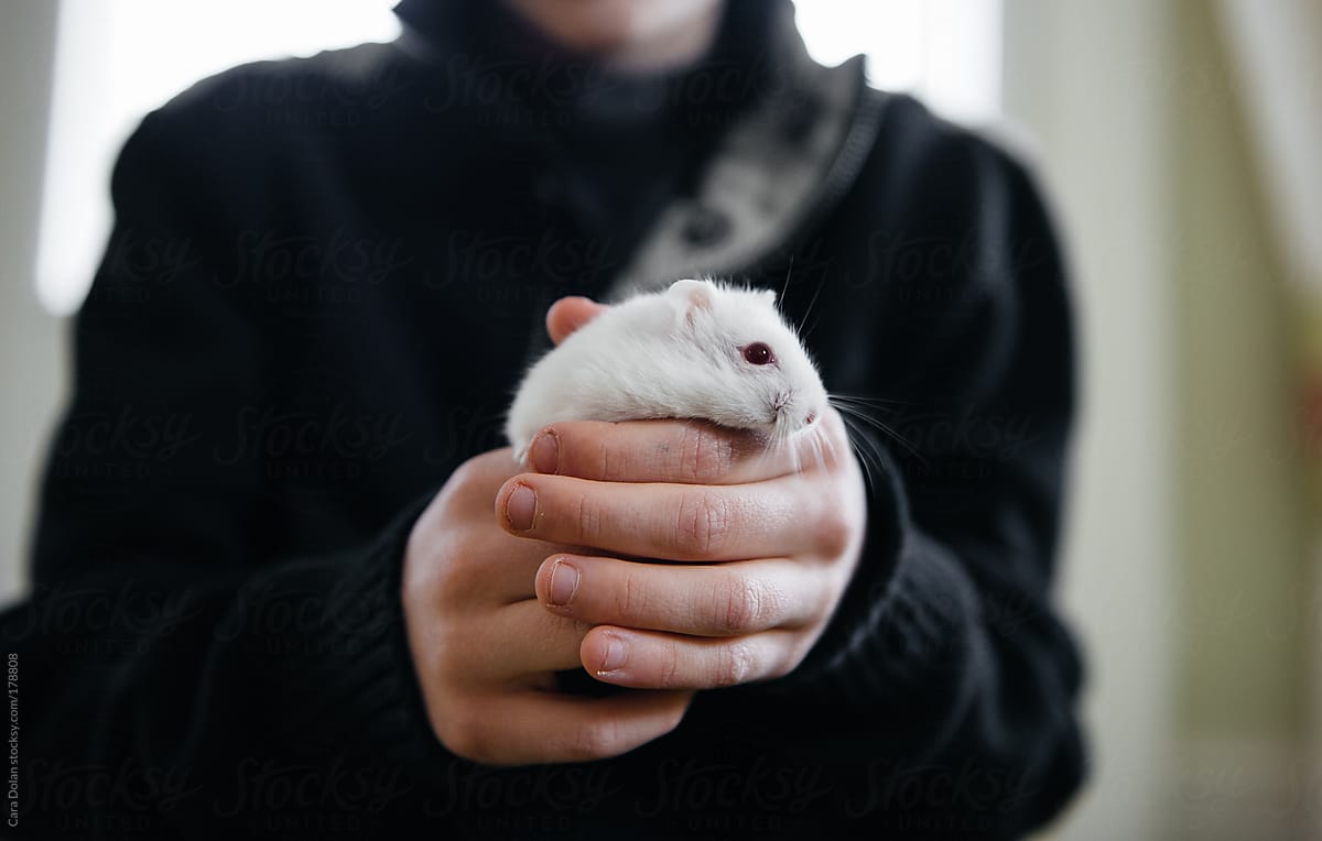 Child Holds A Cute White Hamster by Stocksy Contributor Cara Dolan -  Stocksy