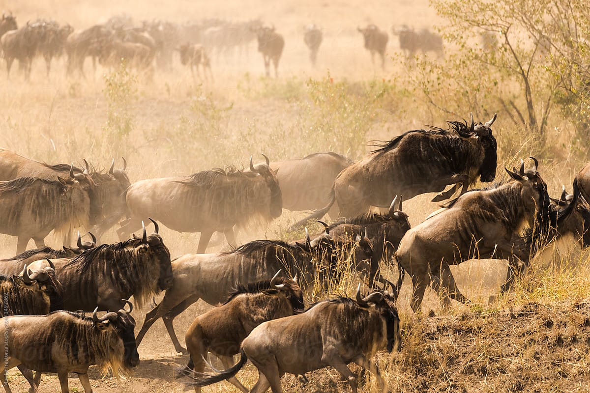Wildebeest  running in cloud of dust