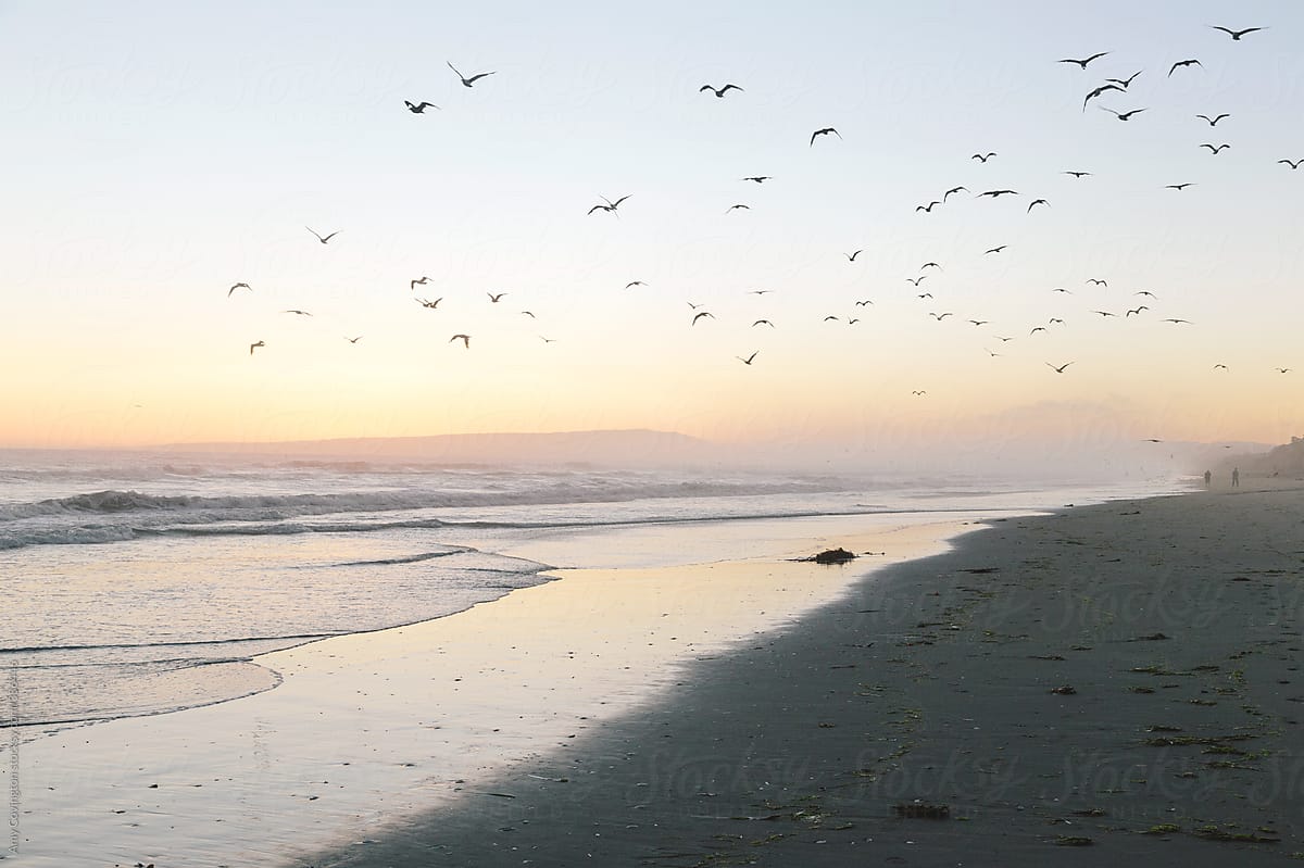 Birds flying over the beach