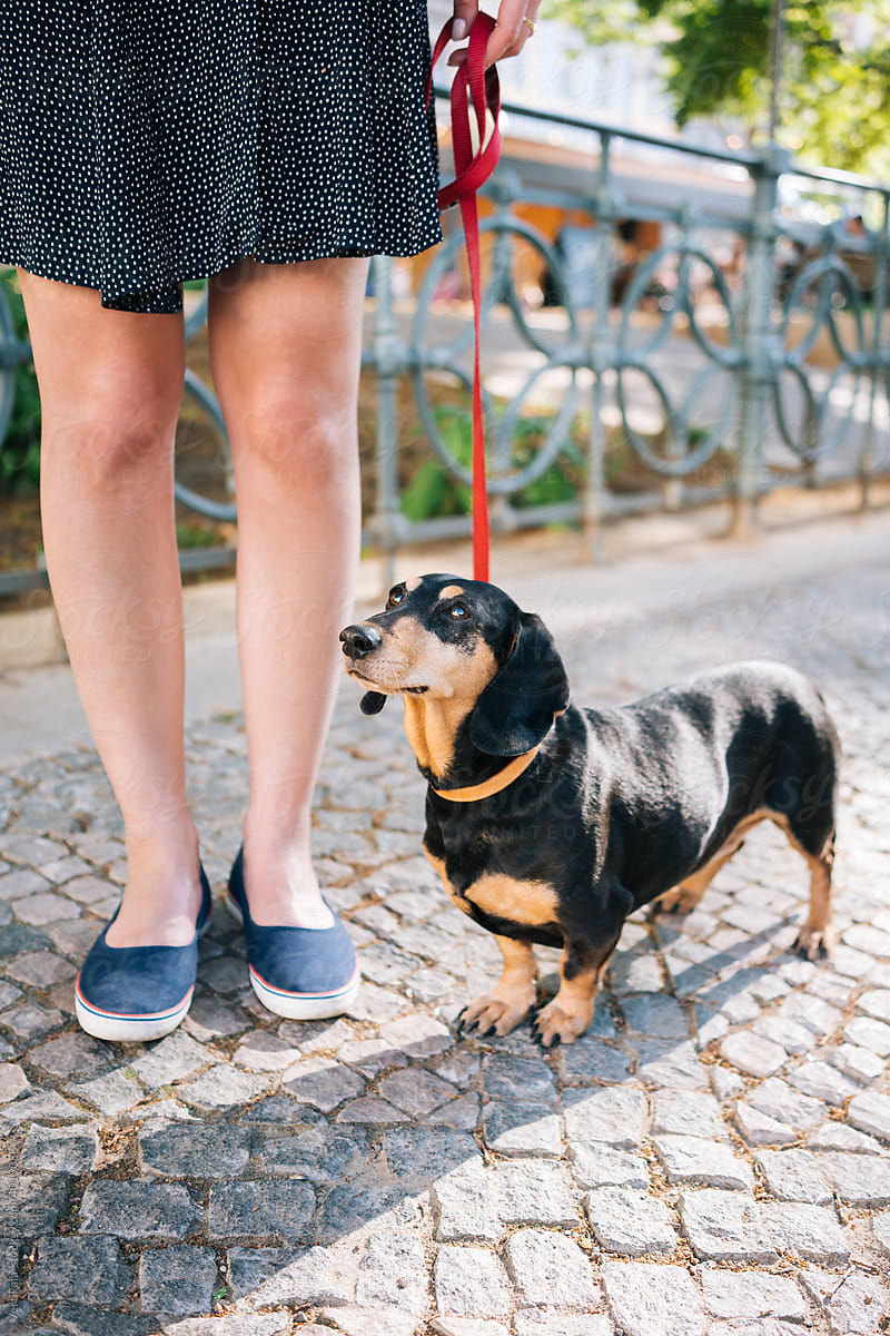 Dachshund standing next to female legs in the street