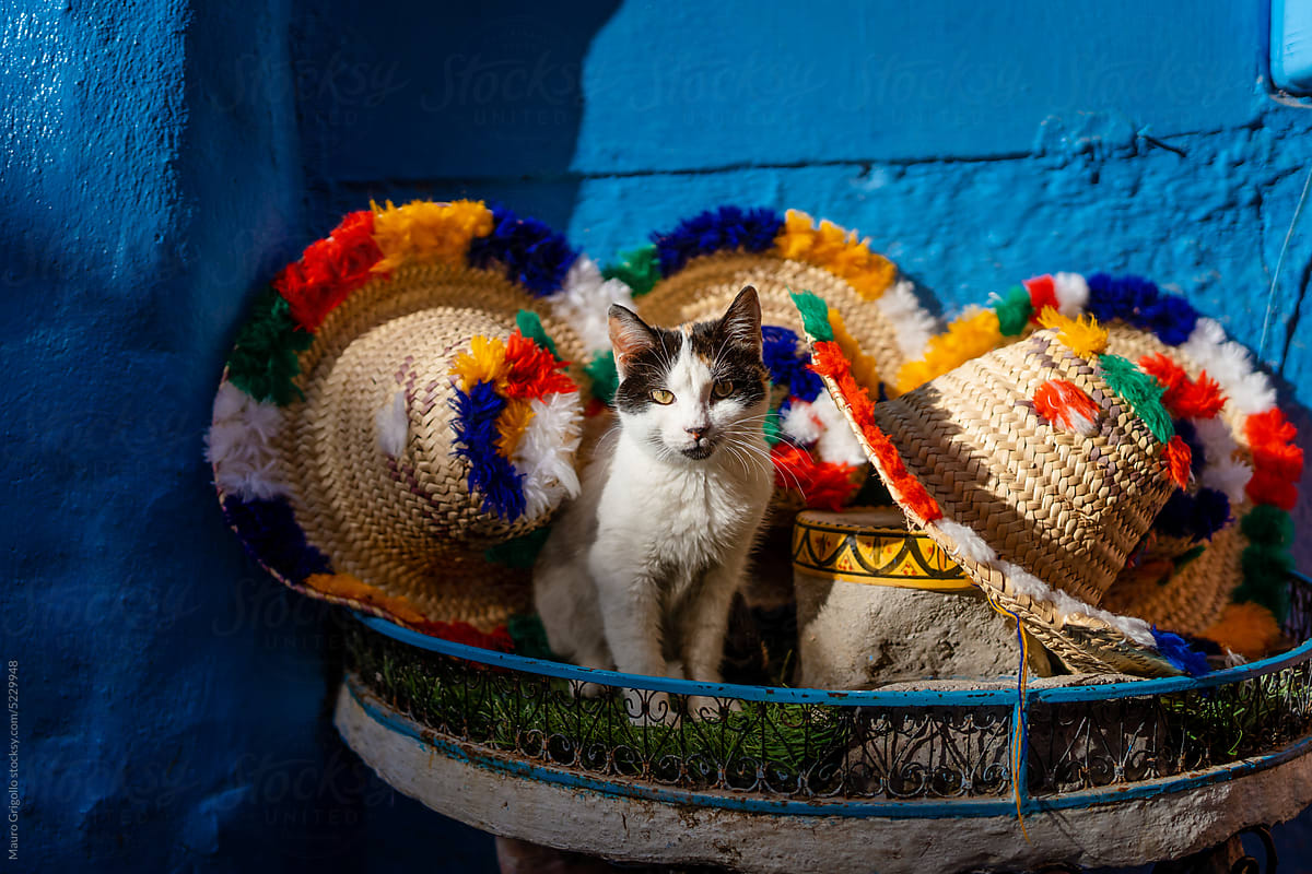 Cat among the hats for sale in a shop