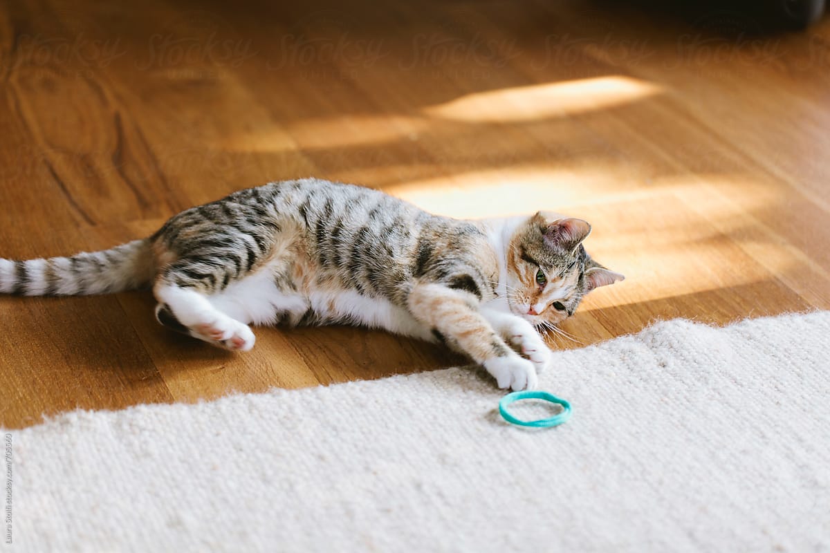 Cat laying and playing with ribbon in living room