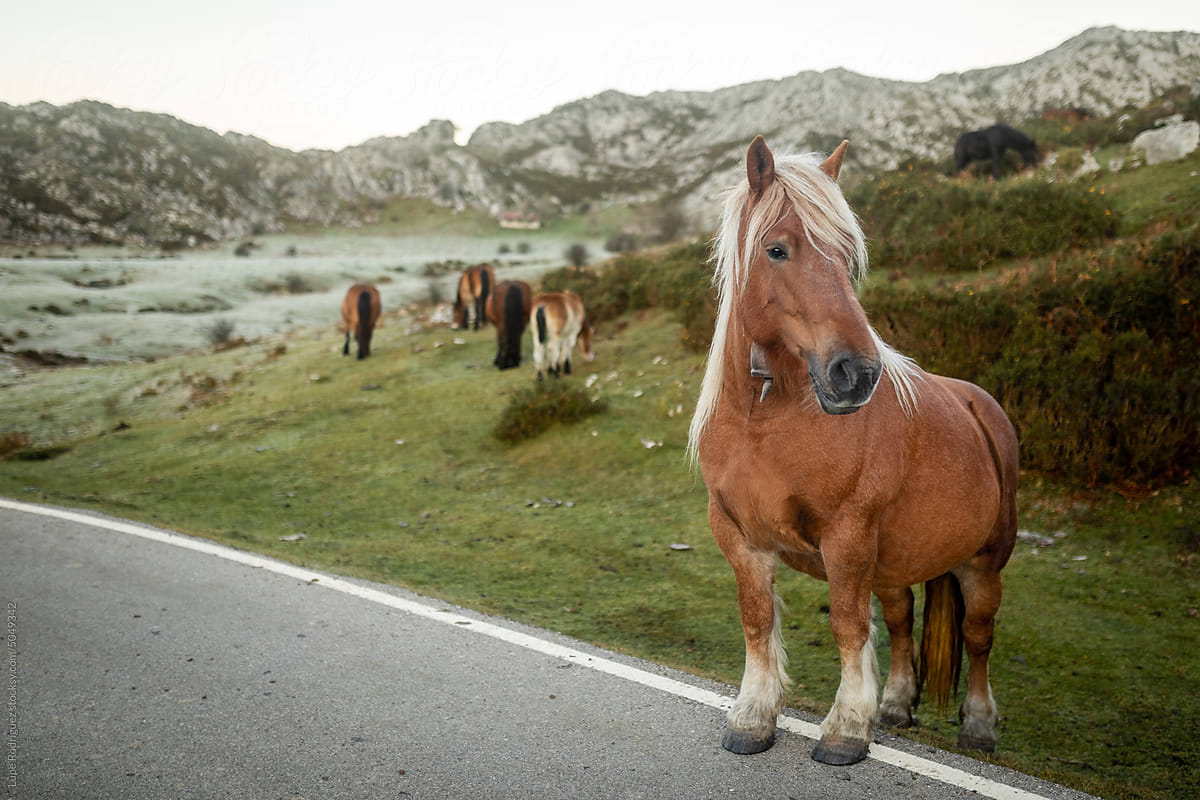 free horse in the mountains