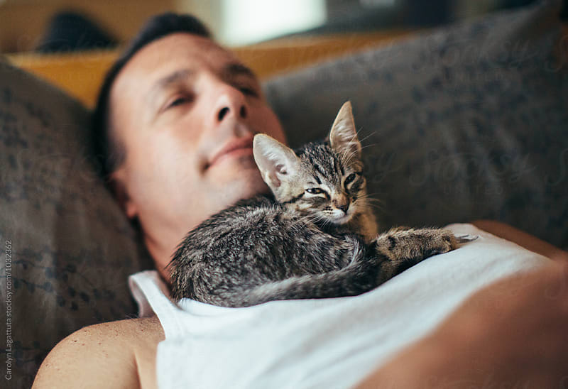Adorable tabby kitten curled up in her father\'s neck