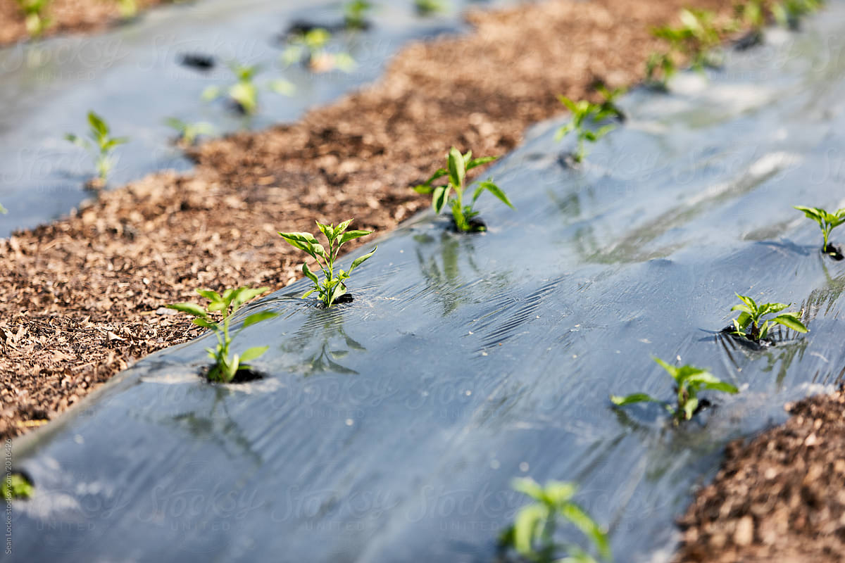 Farm: Pepper Seedlings Growing Protected By Plastic