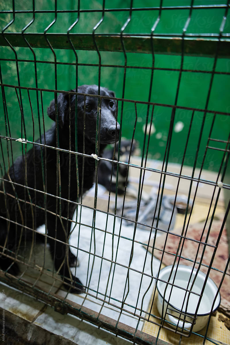 Sad black dog behind fence at animal shelter