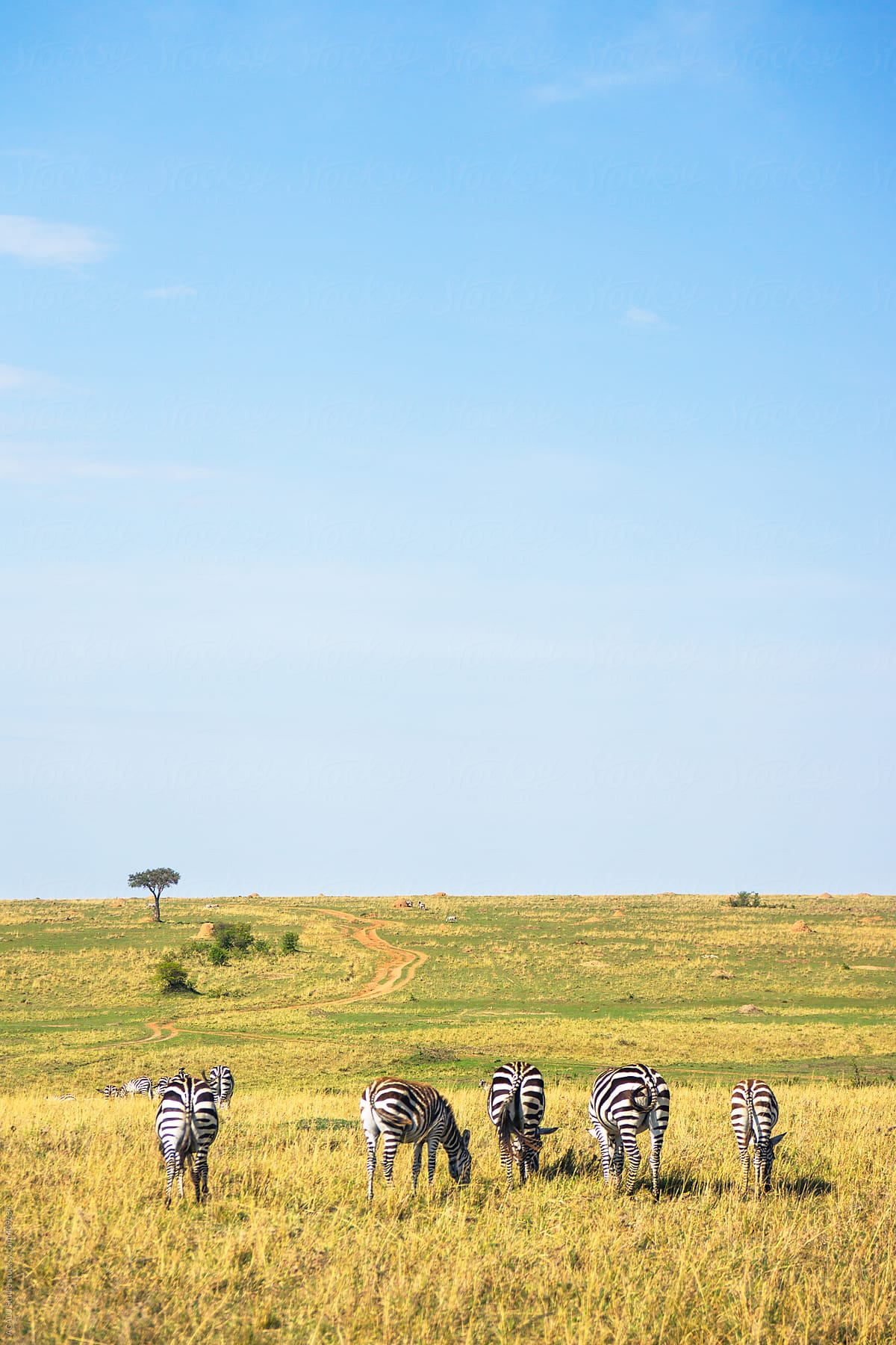 Group of zebras grazing