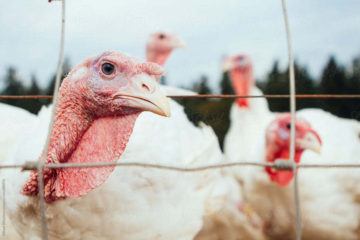 Turkeys behind the fence on a small-scale organic farm
