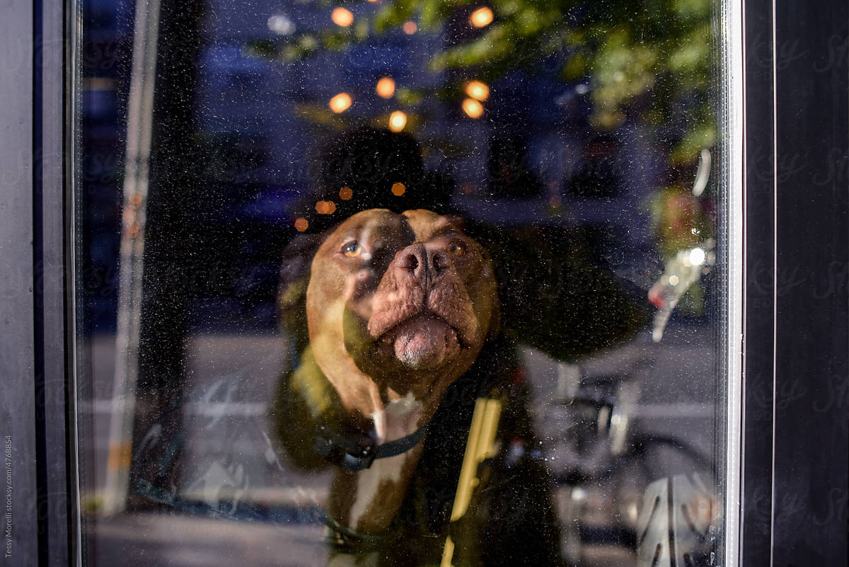 Street portrait of dog behind the glass window