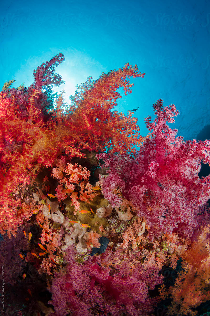 Underwater Soft Sea Corals