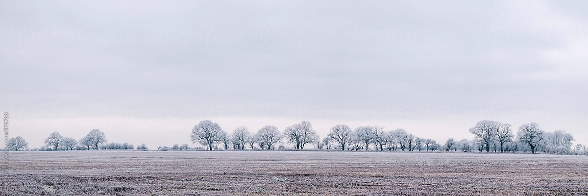Rural scene covered in a thick hoar frost. Norfolk, UK.