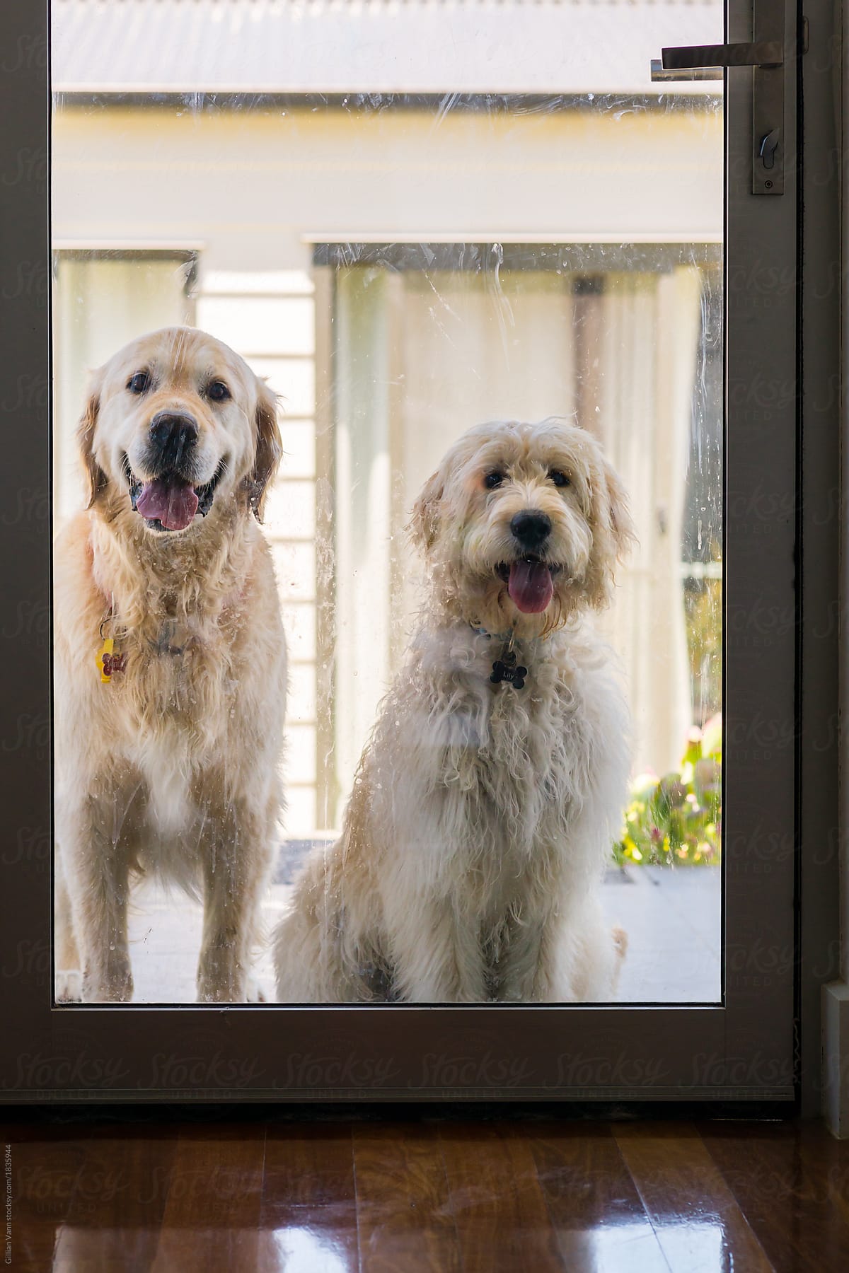 dogs at door