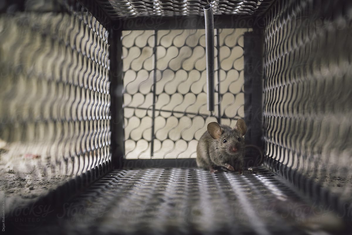 Mice cough in iron cage.