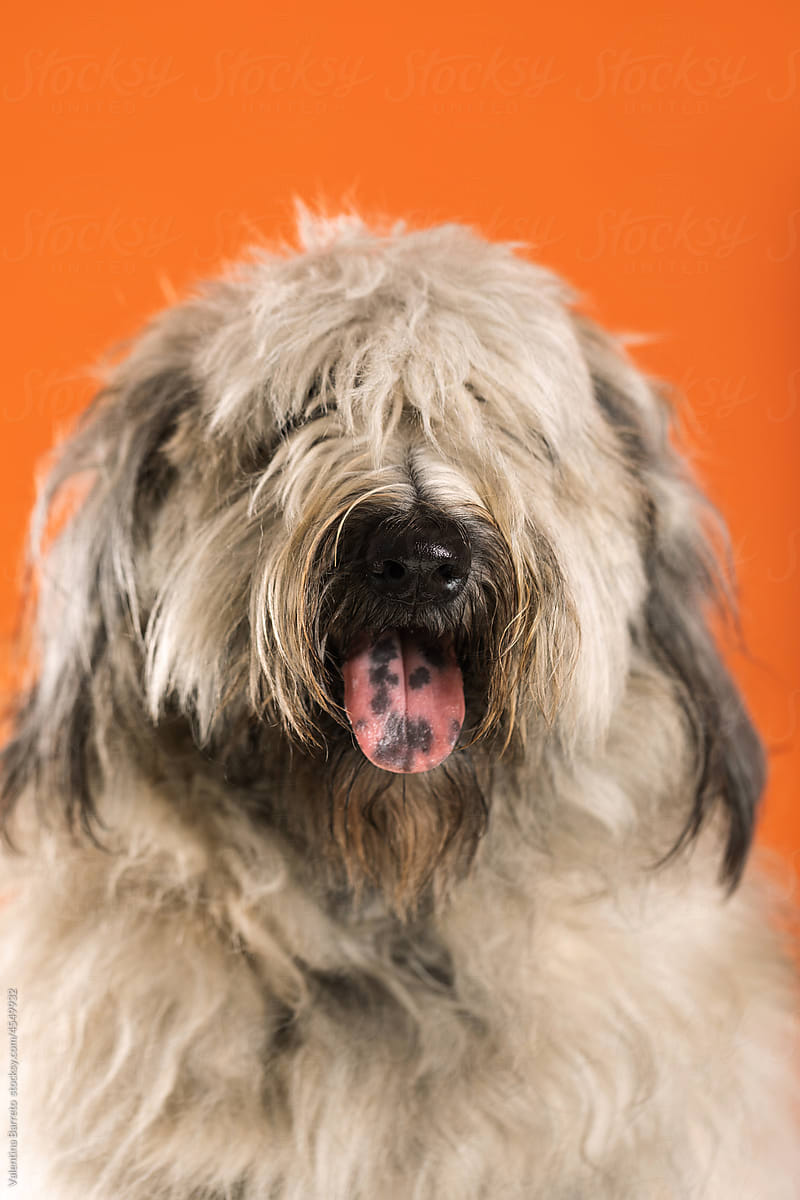 close up studio dog portrait